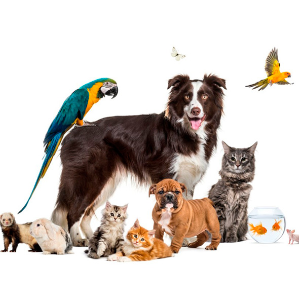 //animaliavetclinic.ae/wp-content/uploads/2024/07/about-p-1.jpg