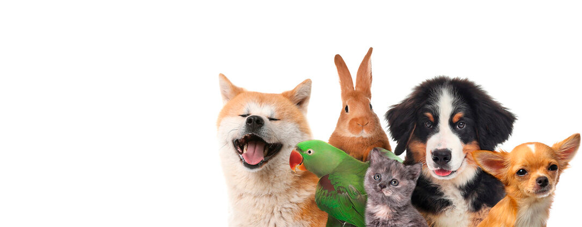 For Your Pets